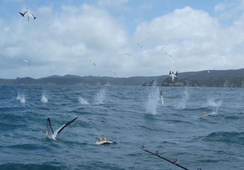 fishing the workups
